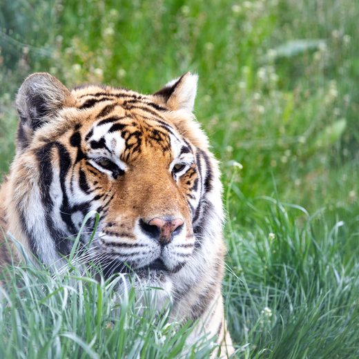Isabella, tigresse rescapée d’un cirque, au Refuge La Tanière
