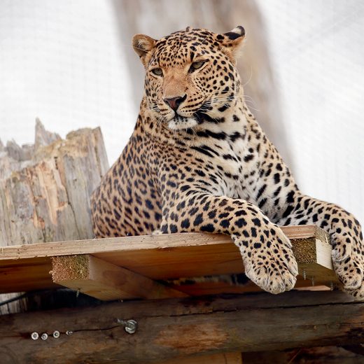 Isis, panthère du Refuge La Tanière