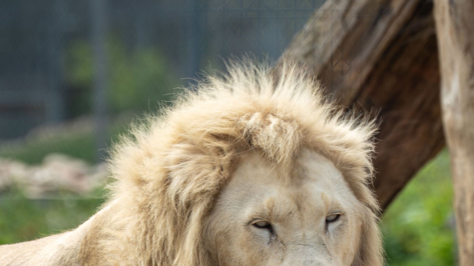Nike, lion blanc retraité des cirques, au Refuge La Tanière