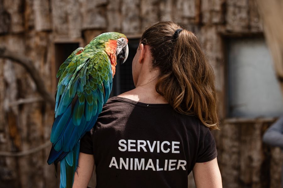 Soigneuse présentant un ara lors d'une animation pédagogique au Refuge La Tanière