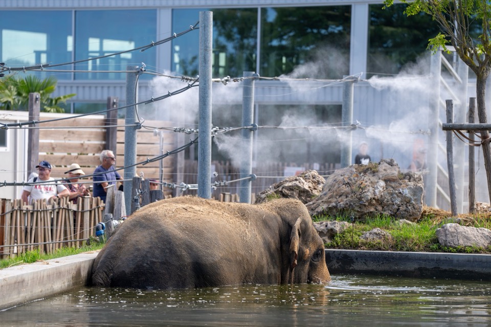 Éléphants rafraîchis sous la brumisation au Refuge La Tanière