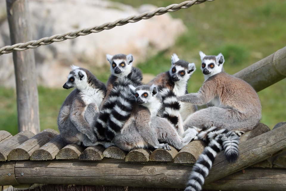 Groupe de makis catta réunis au Refuge La Tanière