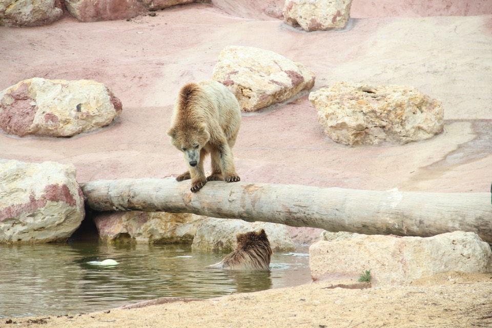 Ours profitant d'une baignade au Refuge La Tanière